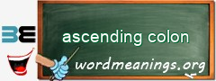 WordMeaning blackboard for ascending colon